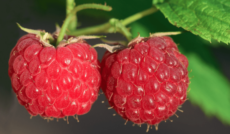 Lampone ( Rubus idaeus L )