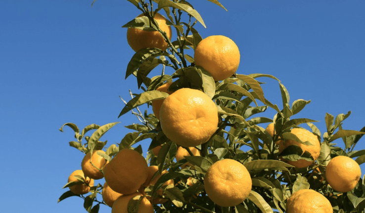Arancio amaro – Citrus × aurantium