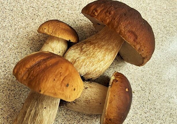 Funghi Porcini come a Rovigo