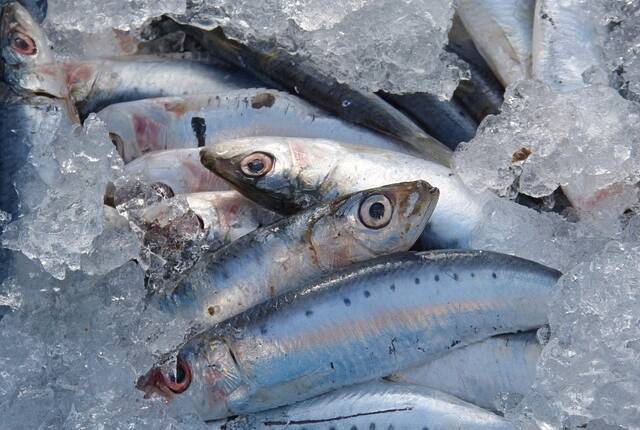 Sardine alla Sarda